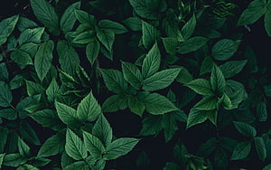 Dark Green Leaf Pattern with Deep Shadows and Natural Texture HD wallpaper