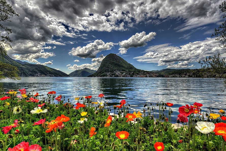 Vibrant Poppies Along Lake Lugano Shoreline With Mountain Backdrop HD wallpaper