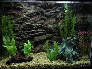 Natural freshwater aquarium with rock wall, driftwood, and lush aquatic plants HD wallpaper