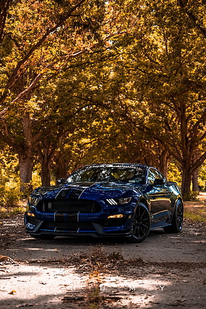Deep Blue Ford Mustang GT350 with Racing Stripes Parked on a Sunlit Forest Road HD phone wallpaper