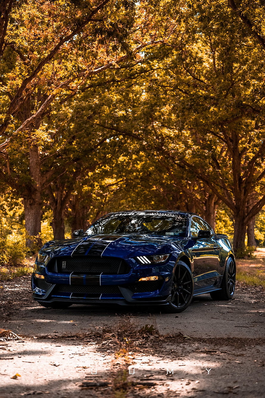 Deep Blue Ford Mustang GT350 with Racing Stripes Parked on a Sunlit Forest Road HD phone wallpaper