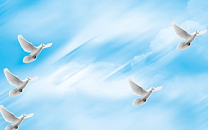 White doves soaring through a bright blue sky with soft clouds and sun rays HD wallpaper