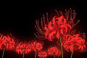 Vibrant Red Spider Lilies Against a Dark Background HD wallpaper