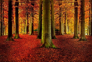Vibrant autumn forest with golden beech trees and a carpet of red fallen leaves HD wallpaper