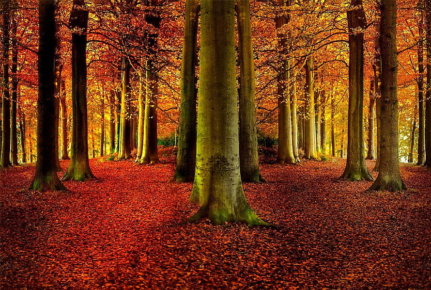 Vibrant autumn forest with golden beech trees and a carpet of red fallen leaves HD wallpaper