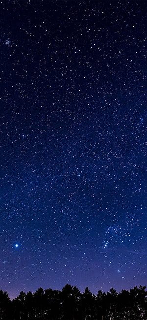 Deep Blue Night Sky Filled With Stars Above a Dark Forest Silhouette HD phone wallpaper
