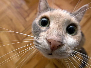 Close-up portrait of a curious cat with wide green eyes and long white whiskers HD wallpaper