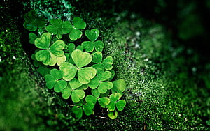 Vibrant Green Clover Leaves Growing on Mossy Rock Surface in Natural Forest Setting HD wallpaper