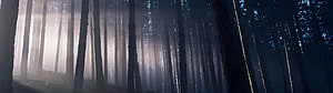 Misty Forest with Sunbeams Filtering Through Tall Pine Trees in a Dark Woodland HD wallpaper