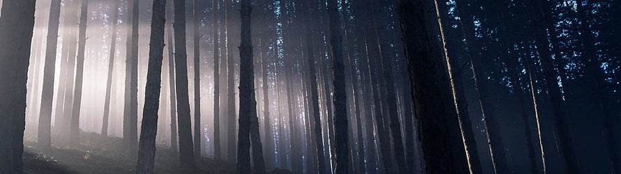 Misty Forest with Sunbeams Filtering Through Tall Pine Trees in a Dark Woodland HD wallpaper