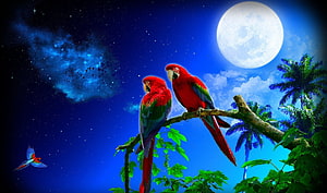 Scarlet Macaws Perched on a Branch Under a Full Moon and Starry Night Sky HD wallpaper