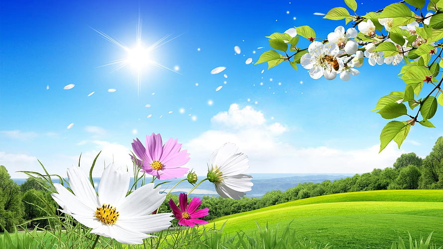 Vibrant Summer Meadow With Cosmos And Blossoming Branches Under Bright Sun HD wallpaper