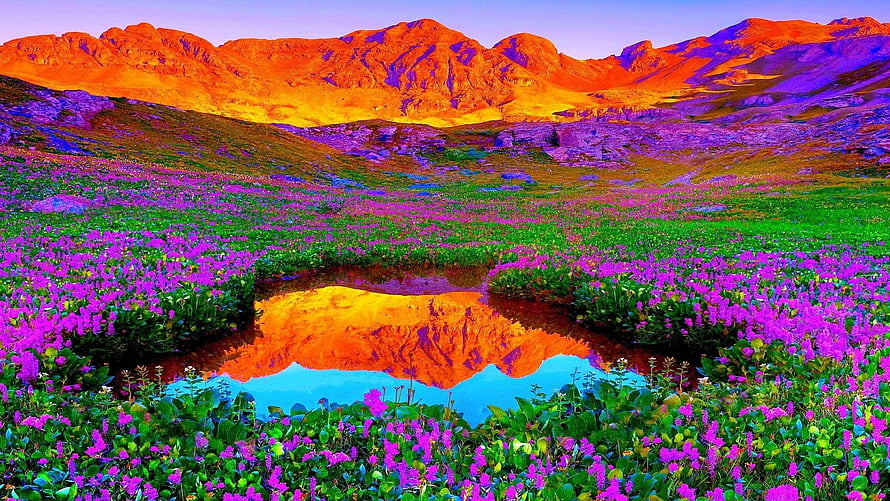 Vibrant Alpine Meadow With Purple Wildflowers And Mountain Reflection In A Small Pond HD wallpaper