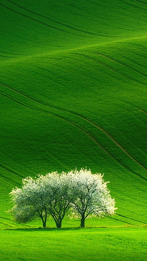 Blossoming Trees in Rolling Green Hills: Serene Spring Landscape HD phone wallpaper