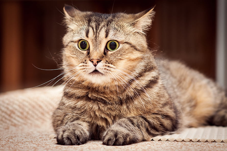 Close-up portrait of a surprised tabby cat with wide green eyes lying on a textured surface HD wallpaper