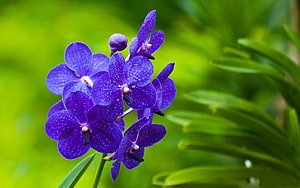 Vivid Purple Vanda Orchid Blooms in a Lush Green Garden Setting HD wallpaper