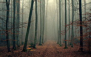 Misty Autumn Forest Path with Tall Trees and Fallen Leaves HD wallpaper
