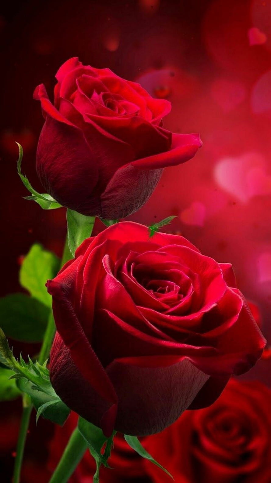 Vibrant Red Roses with Green Stems Against a Blurred Crimson Background HD phone wallpaper