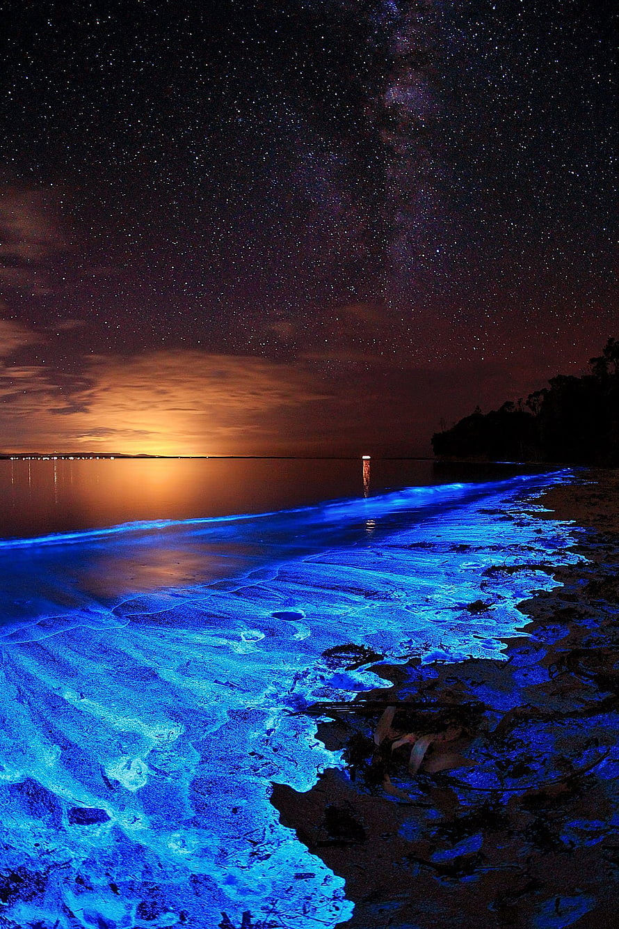 Jervis Bay Bioluminescent Beach Under a Starry Night Sky HD phone wallpaper