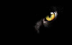 Close-up of a black cat's glowing green eye emerging from deep darkness HD wallpaper