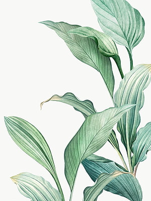Hand-drawn tropical leaf watercolor illustration with soft green botanical details on a clean white background HD phone wallpaper