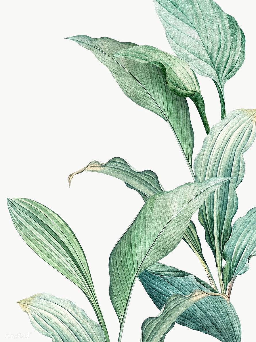 Hand-drawn tropical leaf watercolor illustration with soft green botanical details on a clean white background HD phone wallpaper