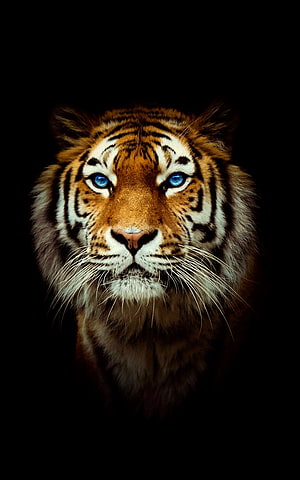 Majestic Tiger Portrait With Striking Blue Eyes Against Black Background HD phone wallpaper
