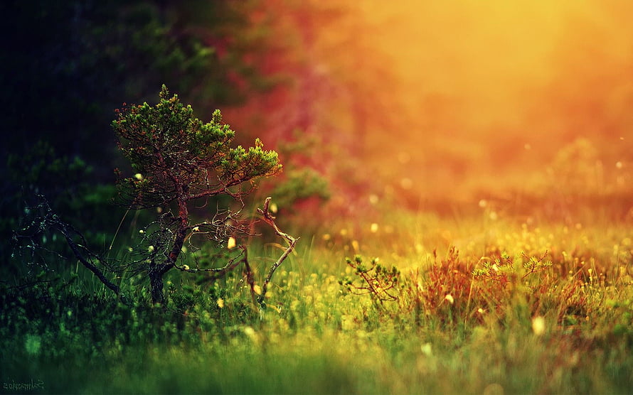 Golden Hour Meadow With Solitary Pine Tree And Soft Bokeh Background HD wallpaper