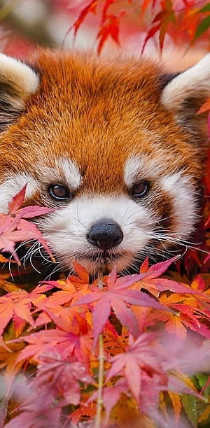Red Panda Peeking Through Vibrant Autumn Maple Leaves HD phone wallpaper