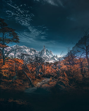 Autumn forest path leading to snow-capped mountain peaks under a dramatic twilight sky HD phone wallpaper