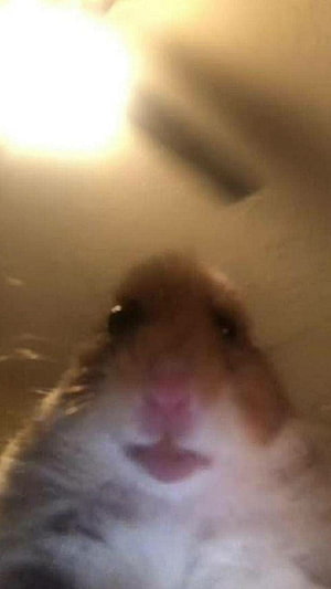 Close-up portrait of a cute hamster with a pink nose and soft fur HD phone wallpaper