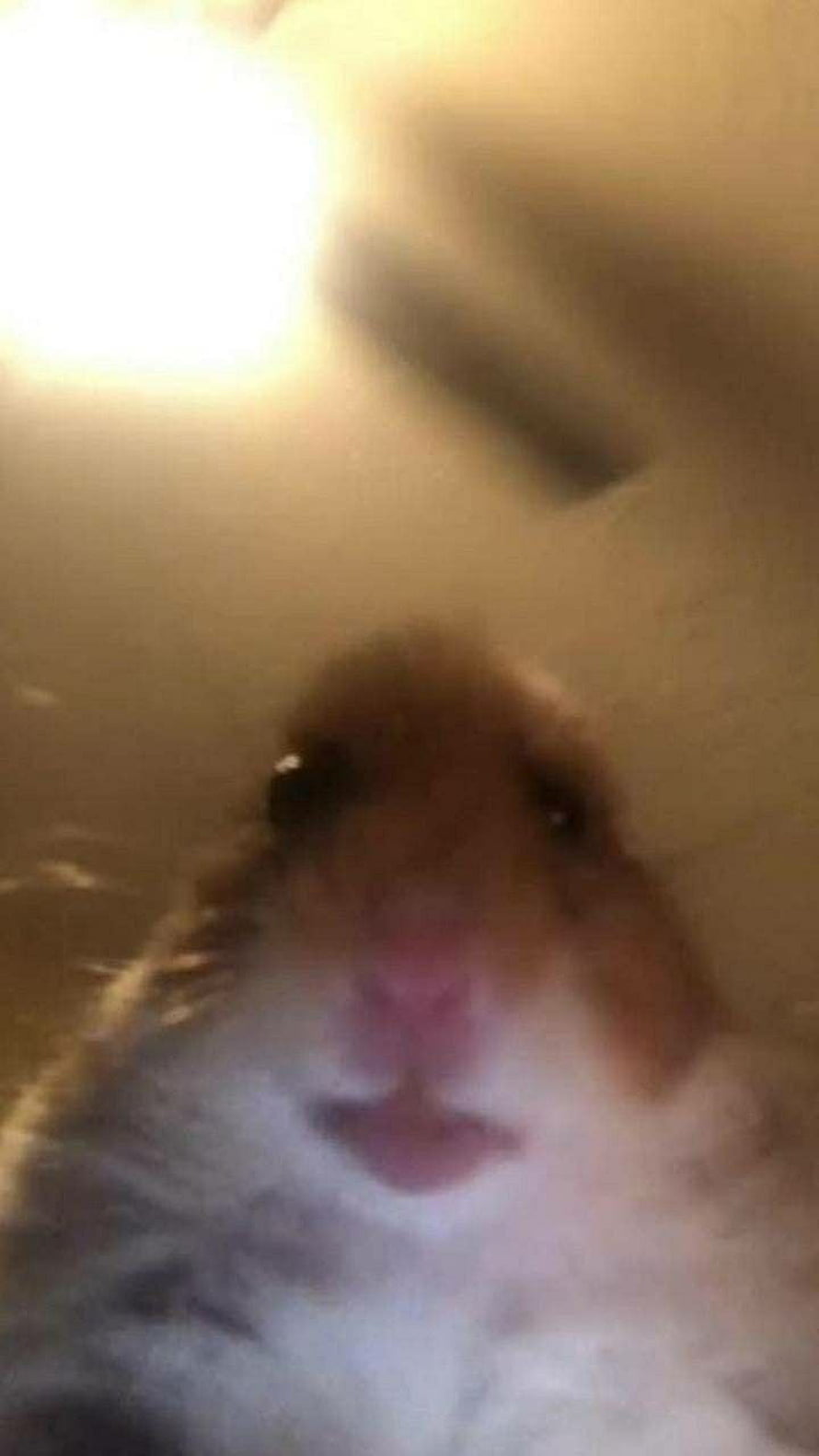 Close-up portrait of a cute hamster with a pink nose and soft fur HD phone wallpaper