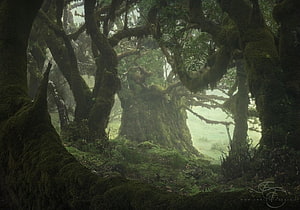 Moss-Covered Ancient Trees in a Misty Enchanted Forest HD wallpaper