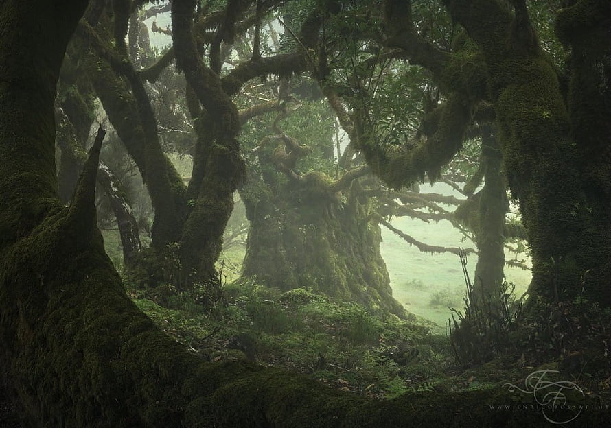 Moss-Covered Ancient Trees in a Misty Enchanted Forest HD wallpaper