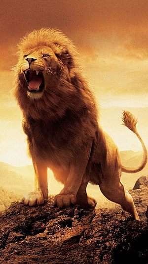 Majestic Male Lion Roaring on Rocky Outcrop in Golden Savanna Light HD phone wallpaper