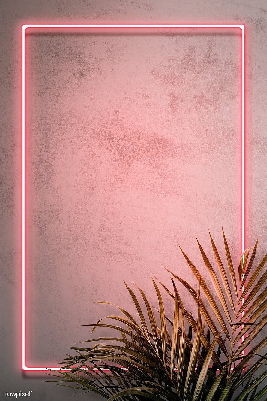 Pink neon rectangular frame on textured concrete wall with tropical palm leaves HD phone wallpaper