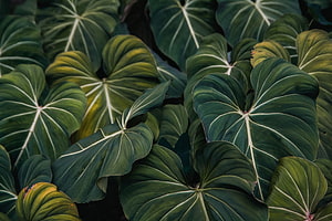Close-up of Alocasia leaves with prominent white veins and deep green foliage HD wallpaper