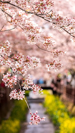 Cherry Blossom Branches Over a Garden Path with Yellow Flowers in Spring HD phone wallpaper