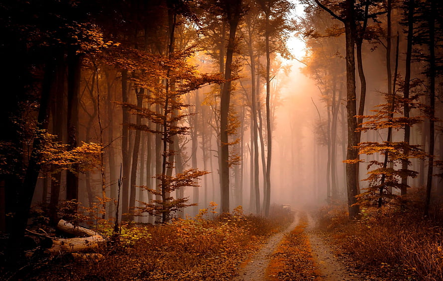Sunlit Misty Autumn Forest Path with Golden Foliage and Tall Trees HD wallpaper
