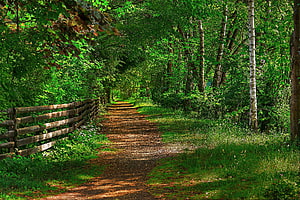 Serene Forest Path with Wooden Fence and Lush Greenery HD wallpaper