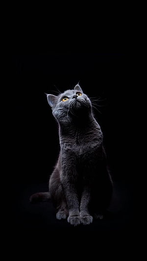 Elegant Blue British Shorthair Cat Sitting Against a Black Background HD phone wallpaper