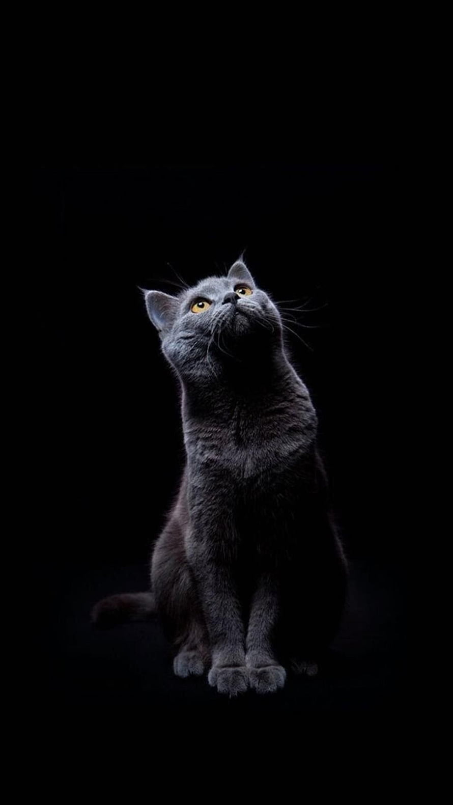 Elegant Blue British Shorthair Cat Sitting Against a Black Background HD phone wallpaper