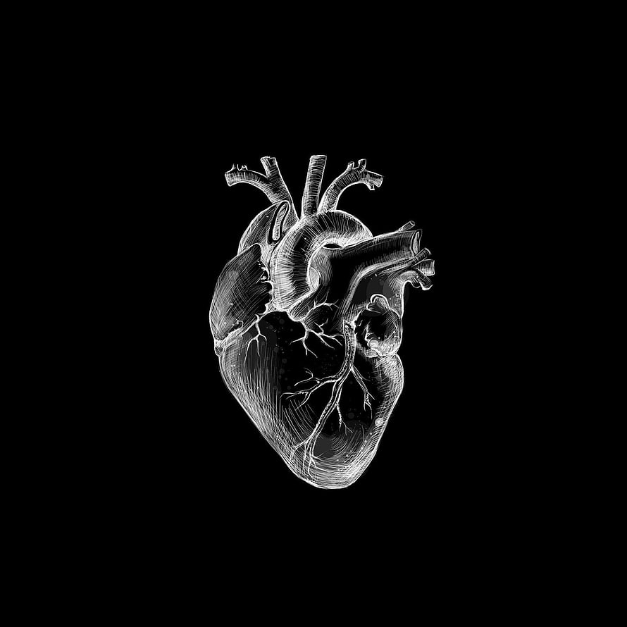 Anatomical Human Heart Etching in White Line Art on Black Background HD phone wallpaper