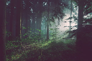 Misty Forest Scene With Sunbeams Filtering Through Tall Evergreen Trees HD wallpaper