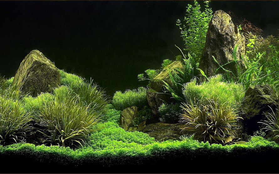 Lush Aquascape with Mossy Rocks and Aquatic Plants in a Dark Aquarium Setting HD wallpaper