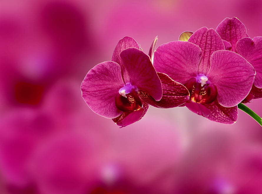 Vibrant Magenta Phalaenopsis Orchid Blooms Against a Soft Blurred Pink Floral Background HD wallpaper