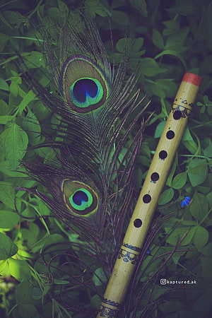 Bamboo Bansuri Flute Resting on Peacock Feathers in Lush Green Foliage HD phone wallpaper