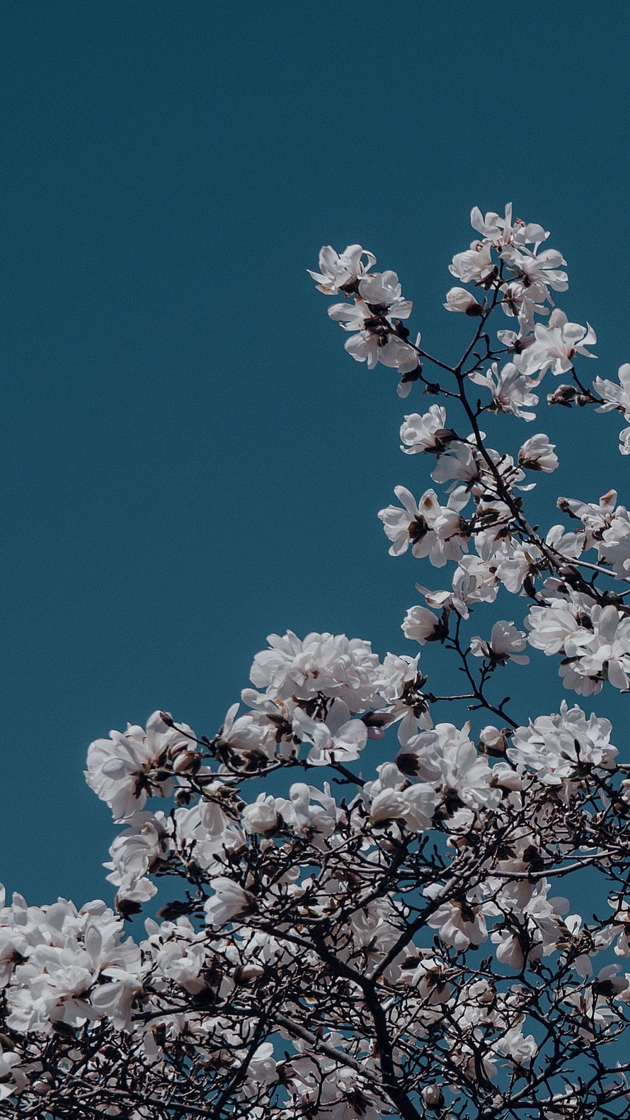 White Magnolia Blossoms Against Deep Teal Sky HD phone wallpaper