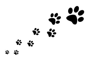 Black Animal Paw Print Trail on White Background HD wallpaper