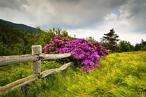 Vibrant Purple Rhododendron Bush Blooming Along a Rustic Wooden Fence in a Green Highland Meadow HD wallpaper